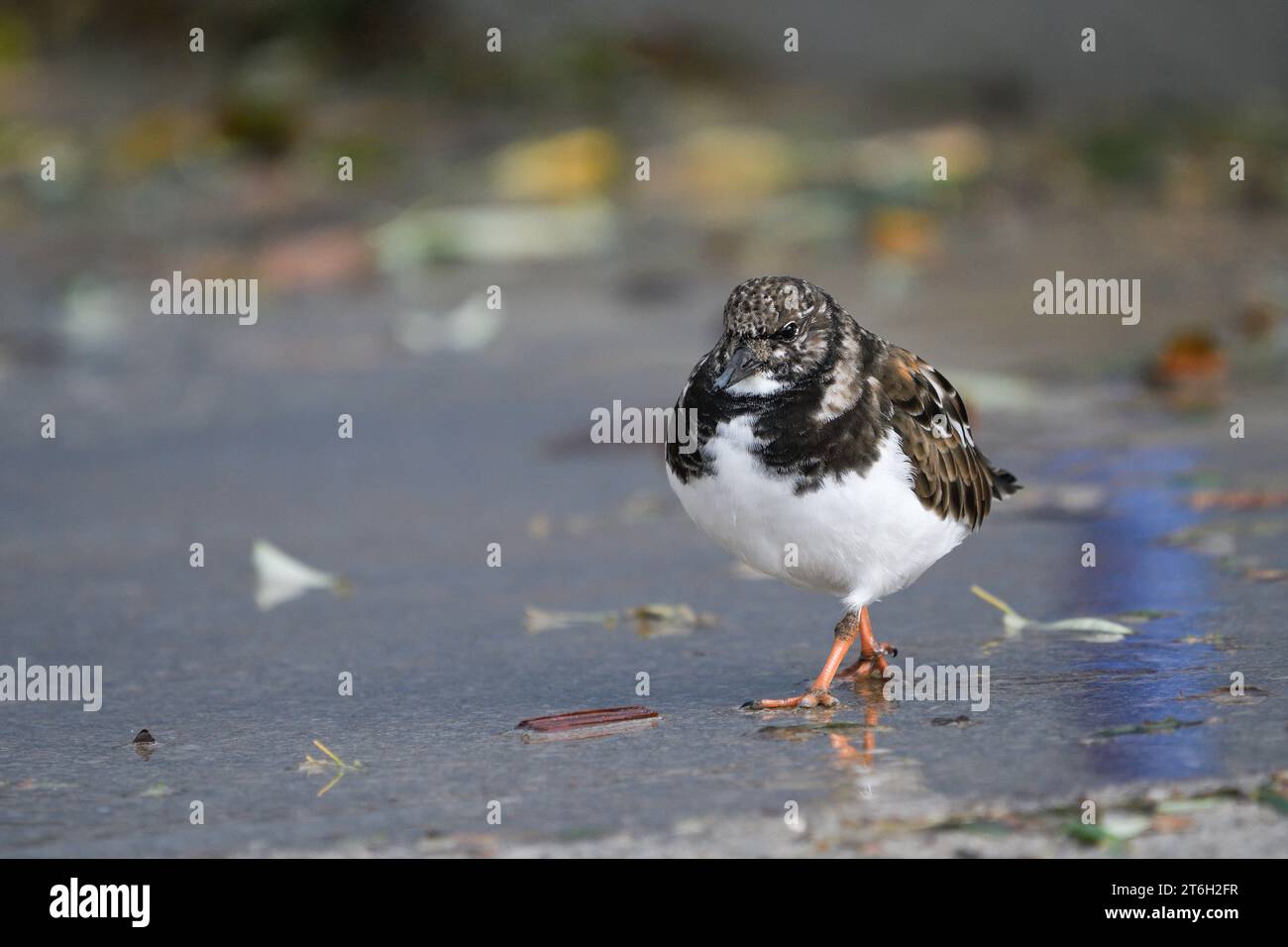 With a turnstone hi-res stock photography and images - Alamy