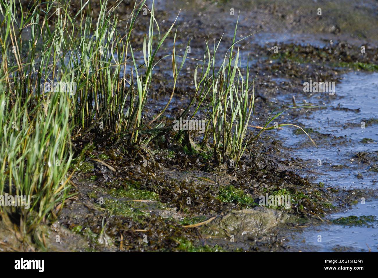 Detail of Spartina maritima in the salt marsh at low tide Stock Photo
