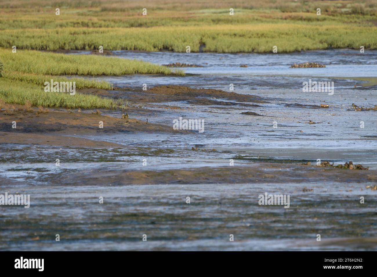 Spartina maritima meadows in the Santoña marsh Stock Photo