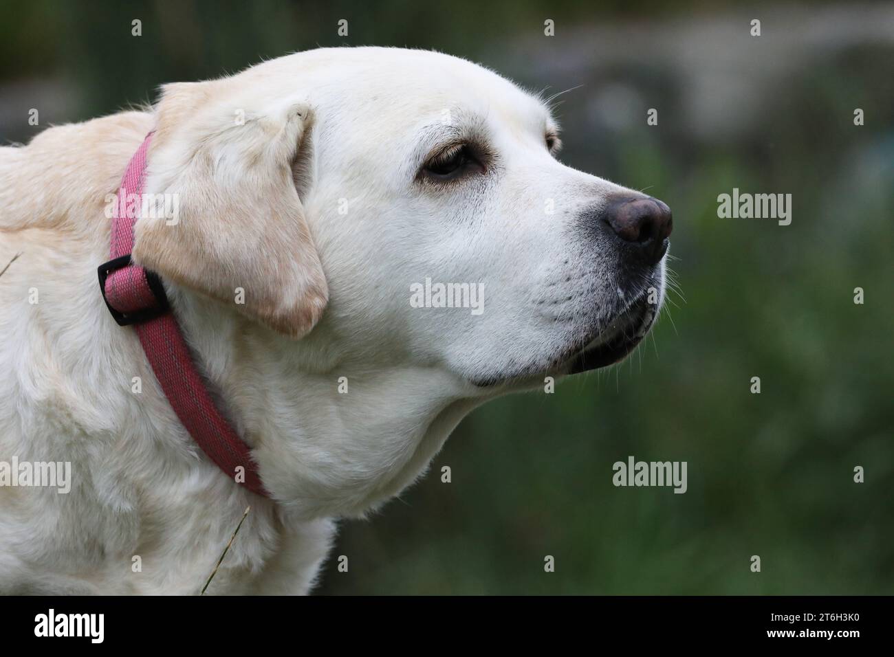 Portraite of cute old labrador retriever dog outdoor. Dog in summer ...