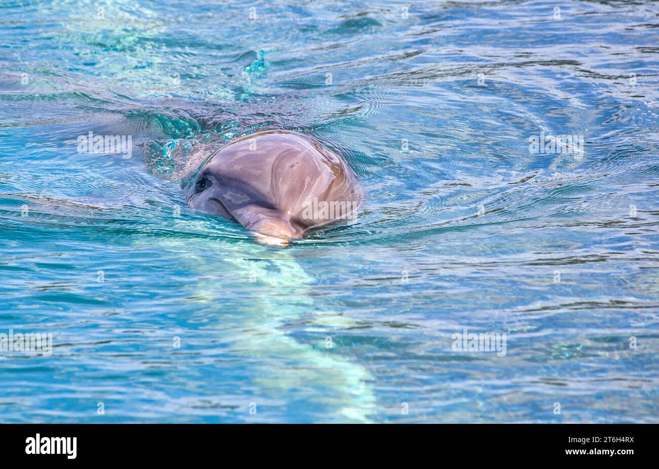 Dolphin swimming in turquoise waters in Grand Cayman, Cayman Islands Stock  Photo - Alamy