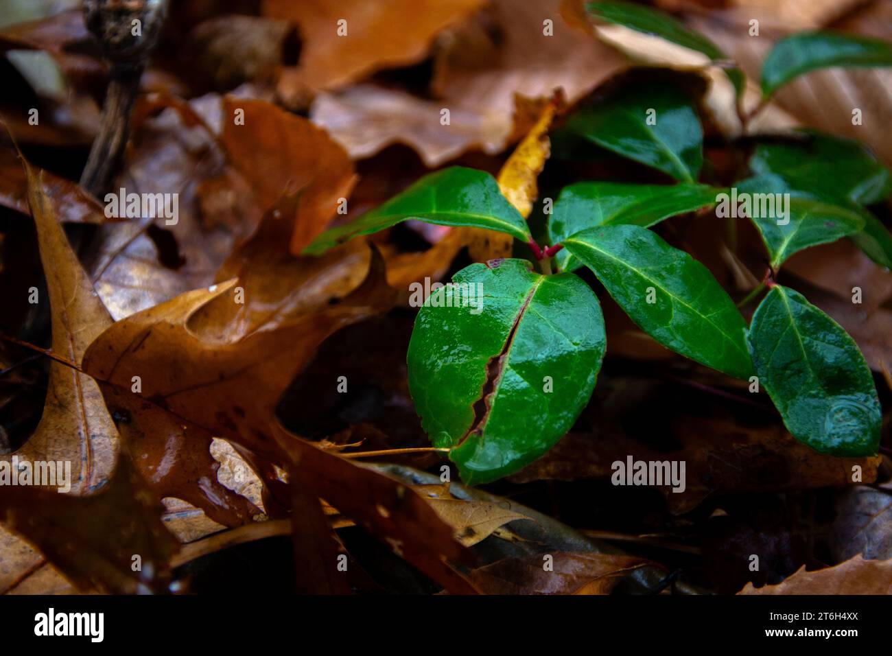 Wintergreen leaves with water droplets.a Stock Photo