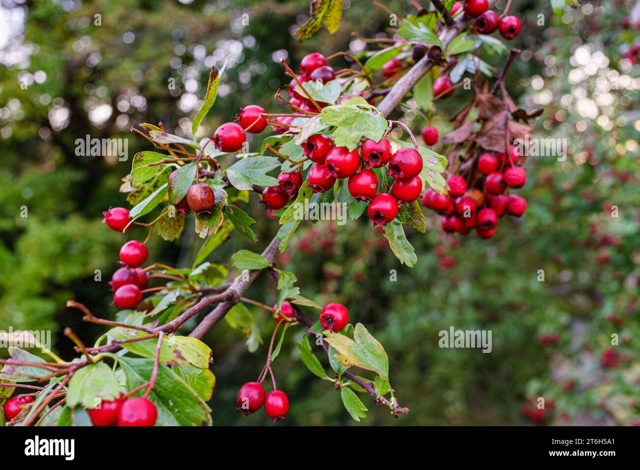 hawthorn with autumn berries: Crataegus monogyna, quickthorn, thornapple, May-tree, whitethorn, Mayflower, hawberry,  Stock Photo