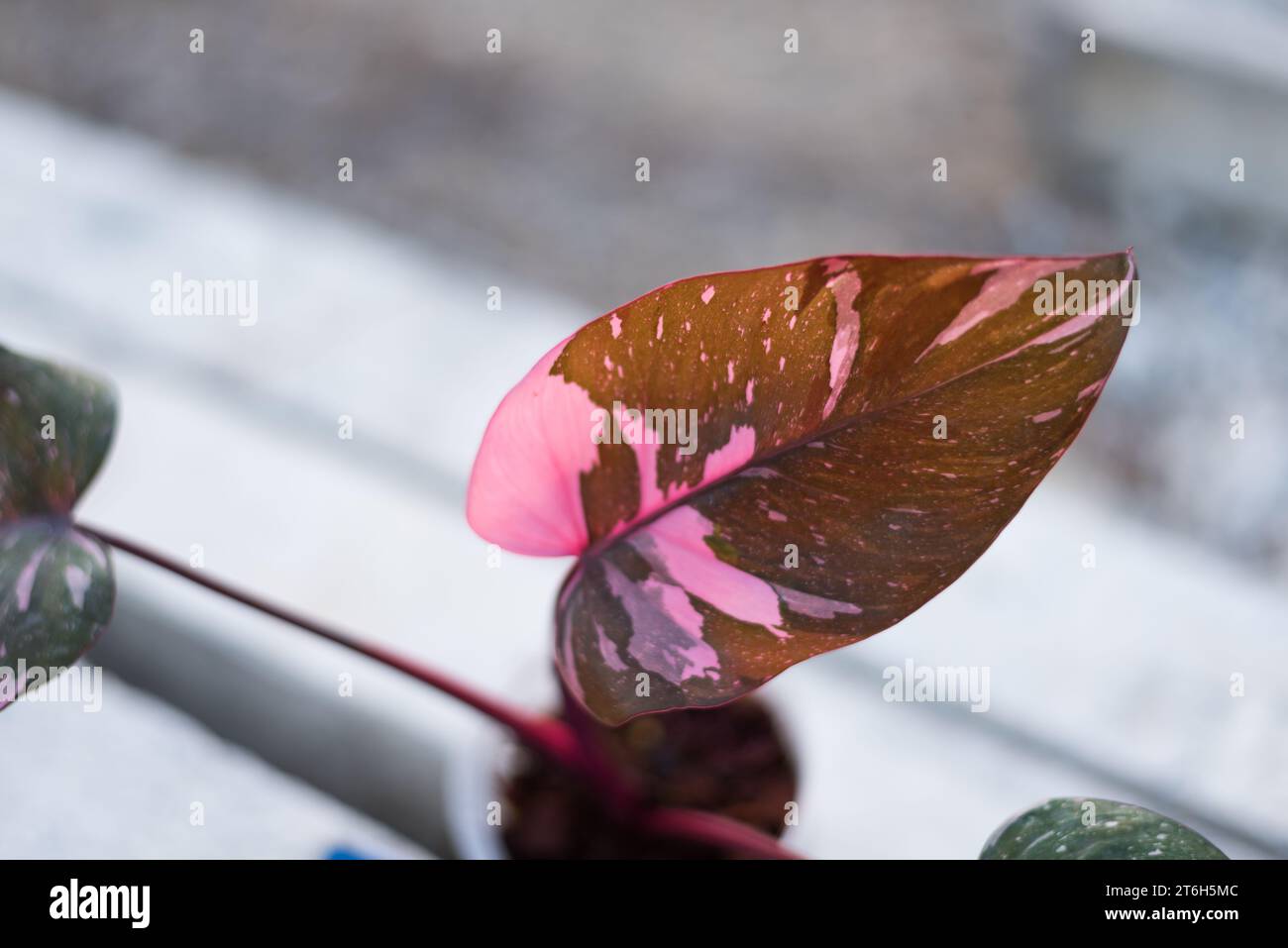 Philodendrone pink princess marble king Stock Photo