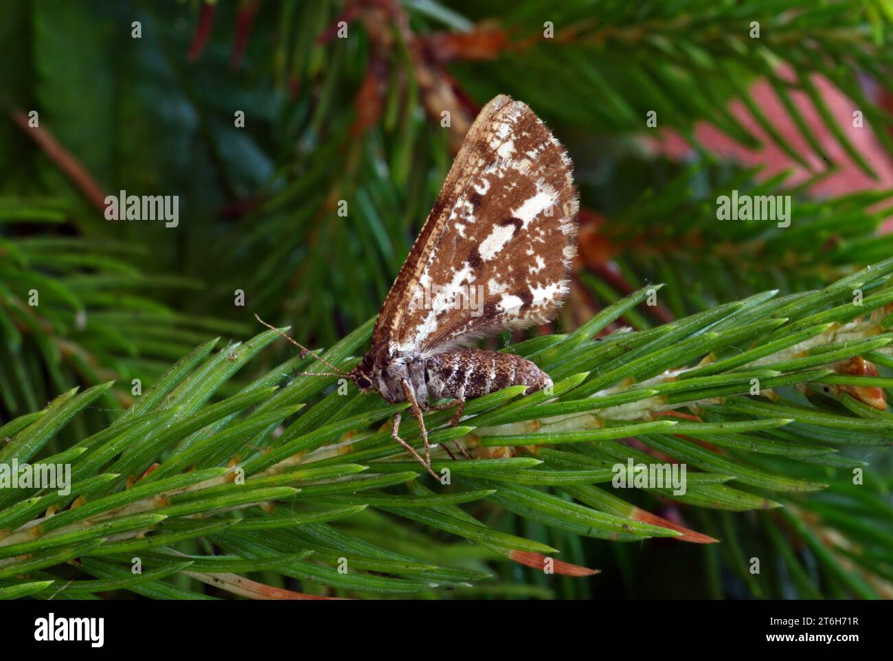 Bordered White (Bupalus piniaria) adult at rest on fir tree  Eccles-on-Sea, Norfolk, UK.             July Stock Photo