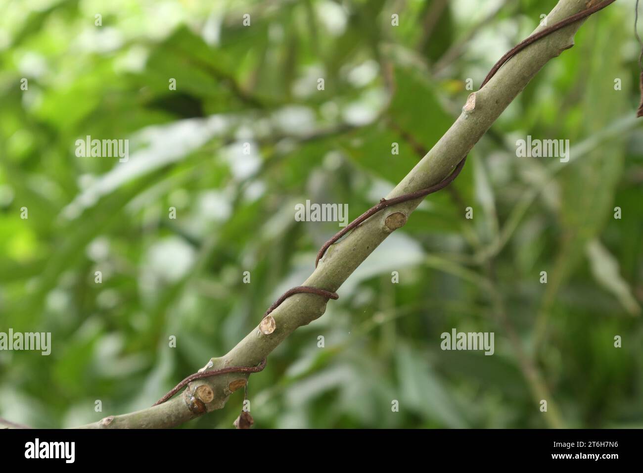 Snake wrapped around tree hi-res stock photography and images - Alamy