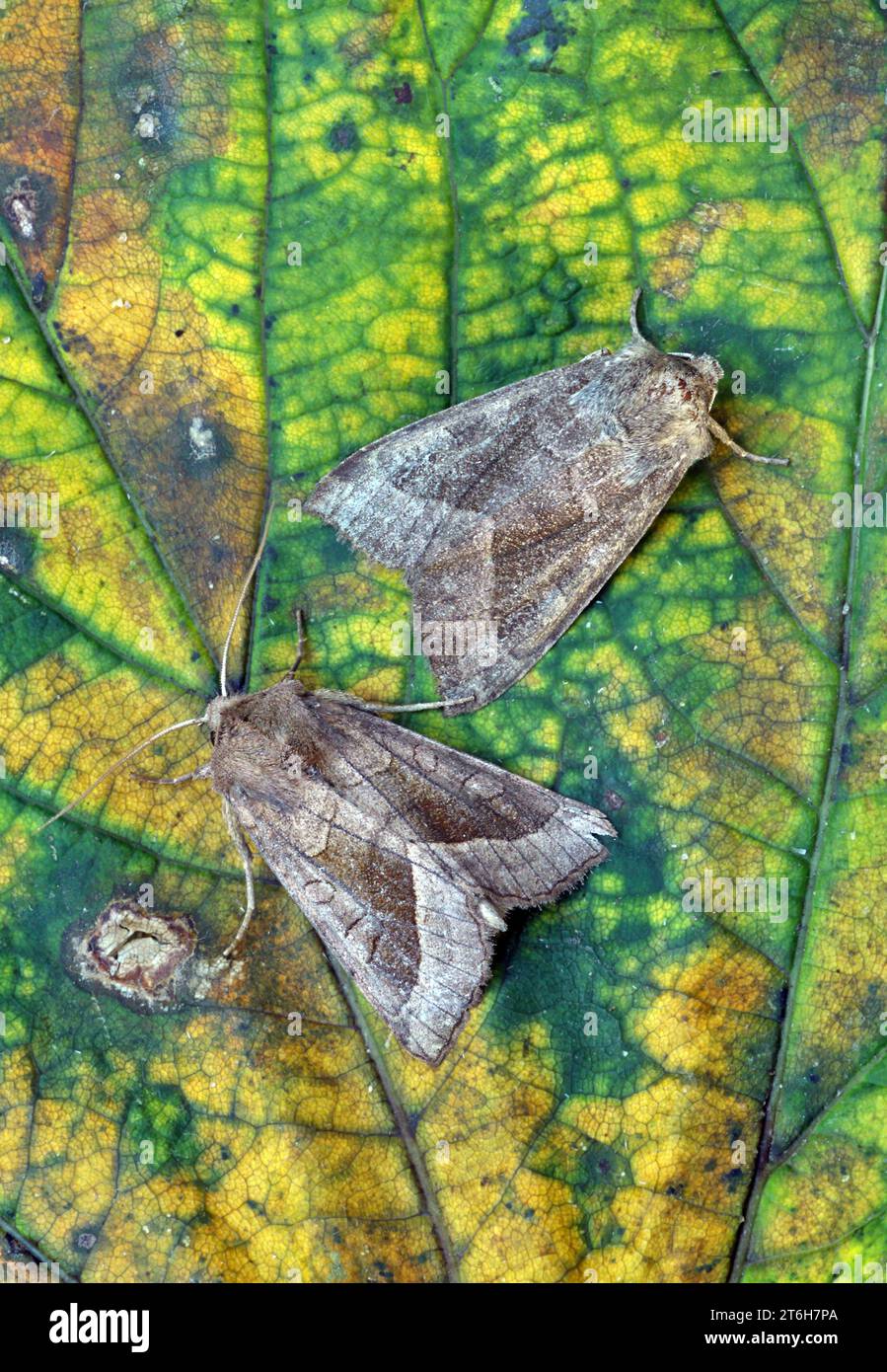 The Butterbur (Hydraecia petasitis) and Rosy Rustic (H.micacea) adults of both species at rest on leaf  Norfolk, UK.           September Stock Photo