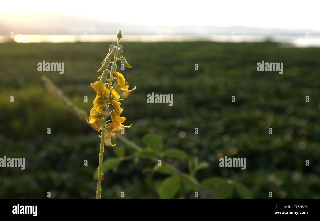 crotalaria striata. The Beauty of Flowers by the Lake Stock Photo