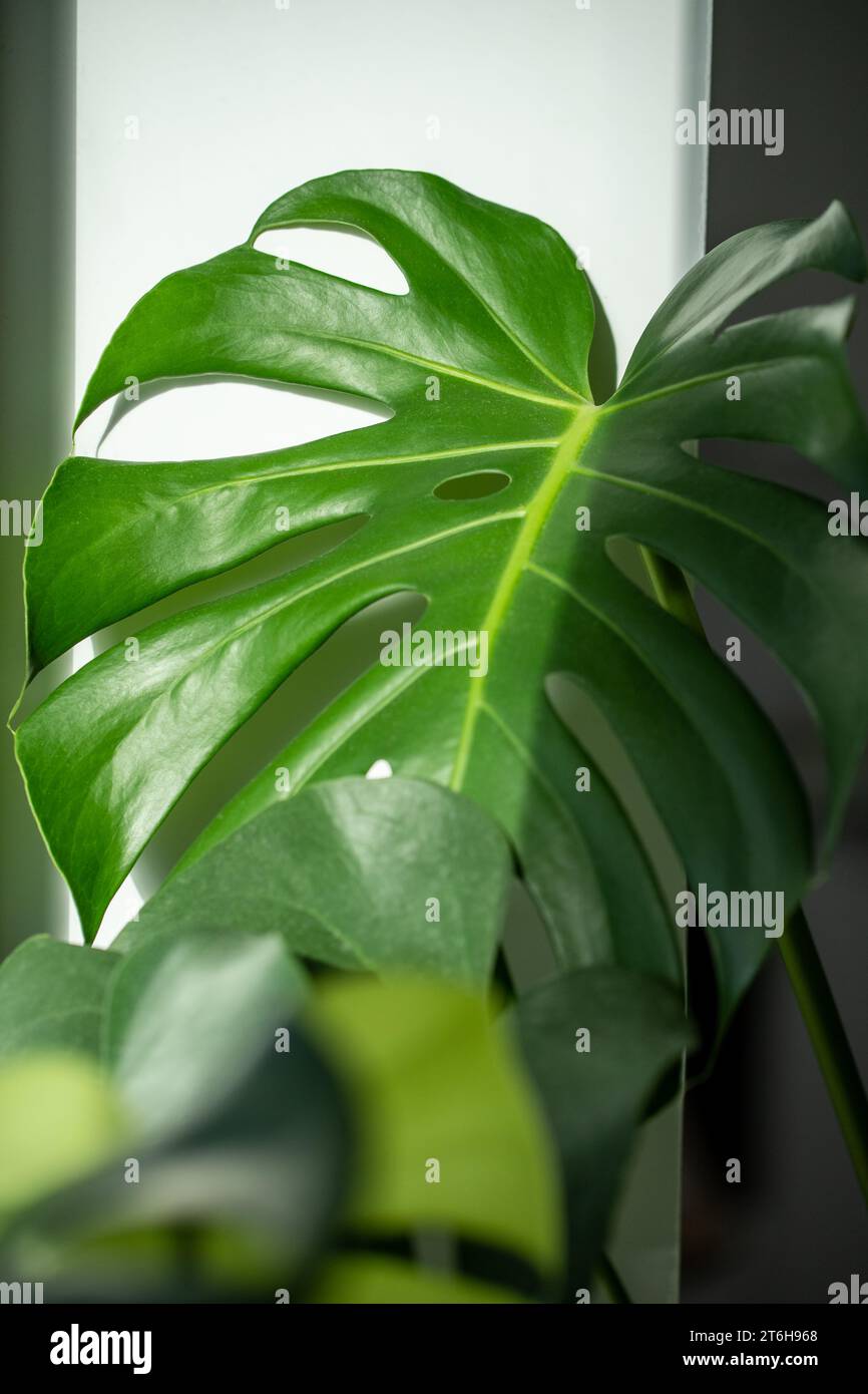 philodendron substrat Imperfect Philodendron subhastatum | Plants