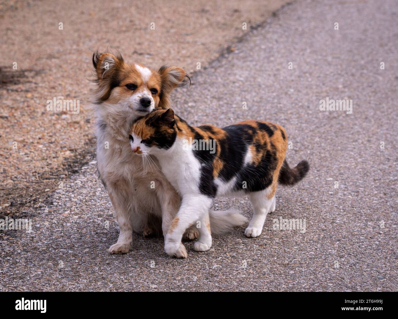 Love story concept. Stray dog and cat, with same color design. Black, brown and white. Flirting. Woof, meow. On the street. Real friends. Caring. Stock Photo