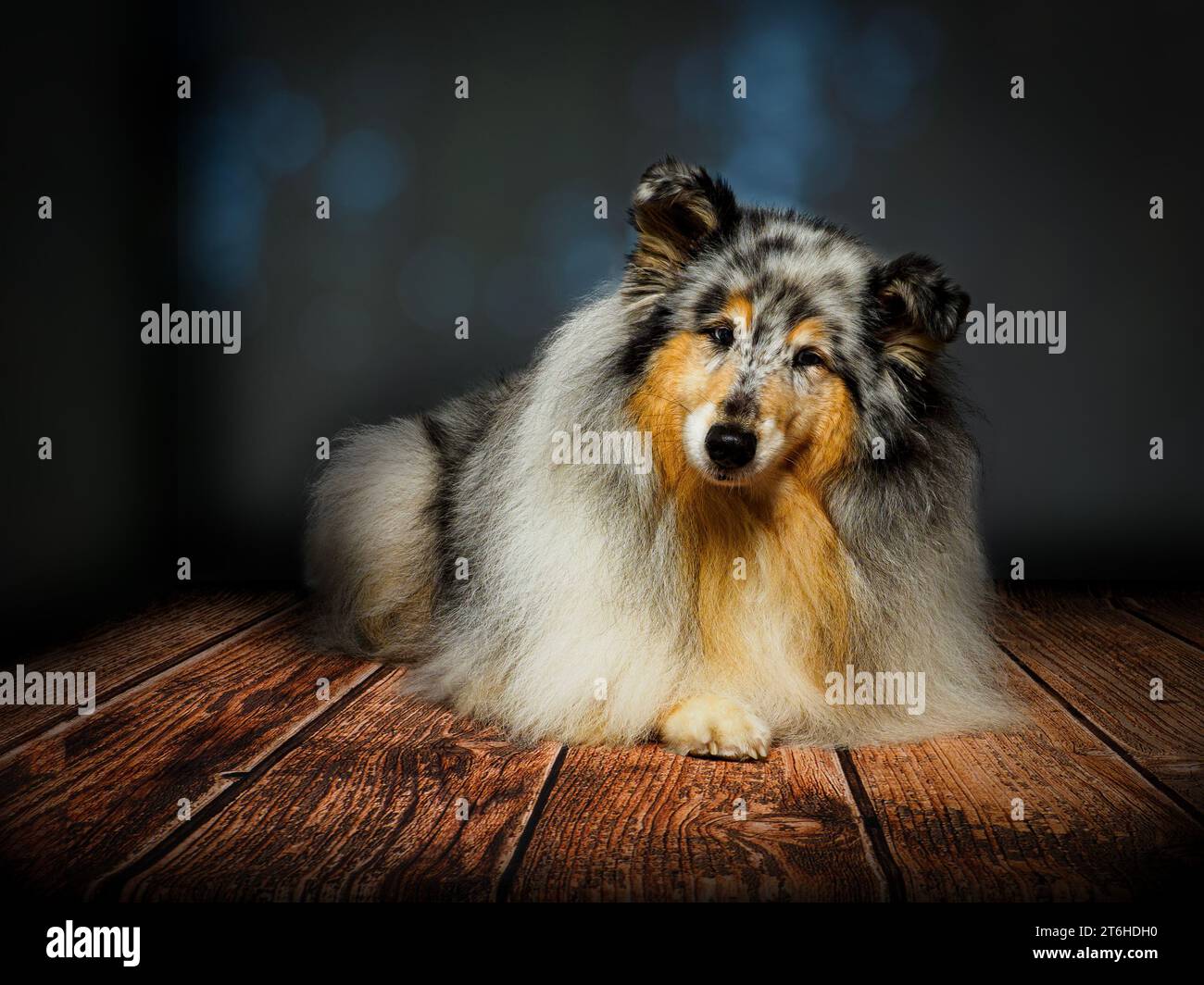 Tri colour collie hi-res stock photography and images - Alamy
