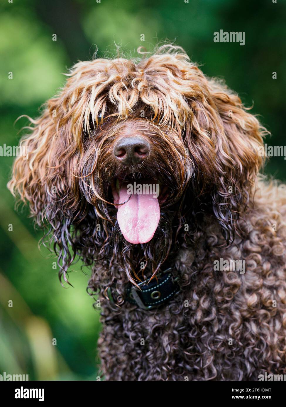 Ald labradoodle on sale