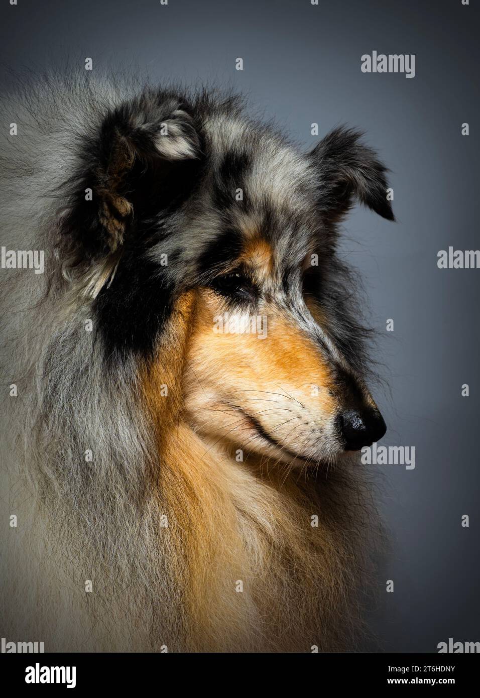 Rough Collie dog studio Portrait Stock Photo