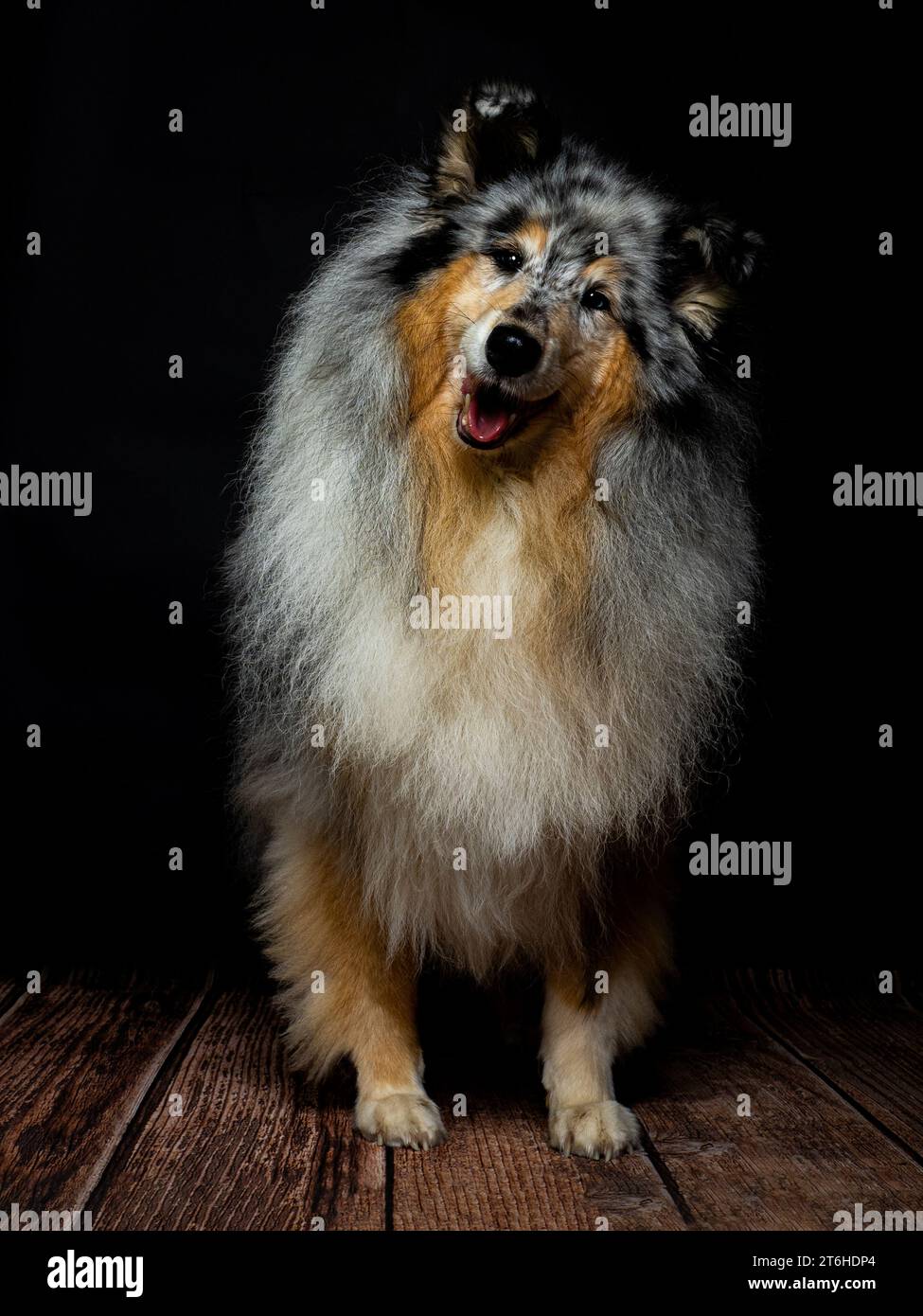 Rough Collie dog studio Portrait Stock Photo