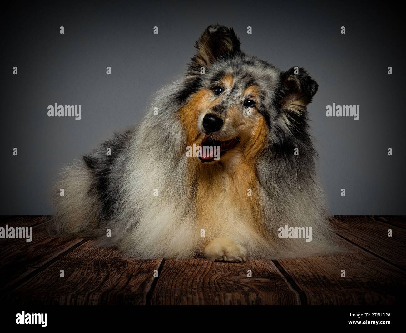 Rough Collie dog studio Portrait Stock Photo