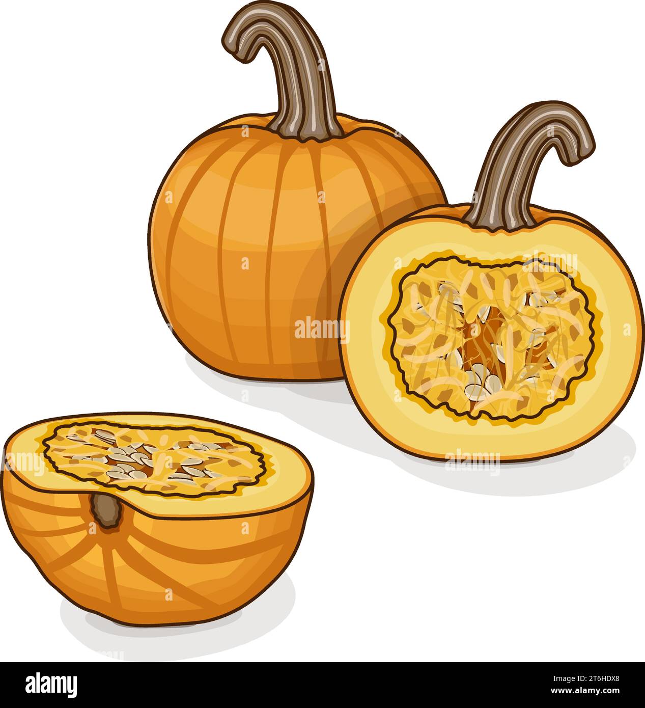 Whole and chopped Sugar Pie Pumpkins. Winter squash. Cucurbita pepo. Vegetables. Clipart. Isolated vector illustration. Stock Vector
