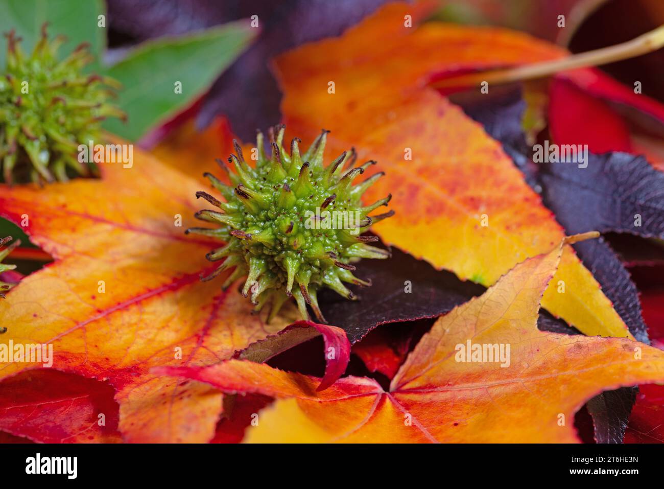 American sweet gum fruits and leaves Stock Photo Alamy