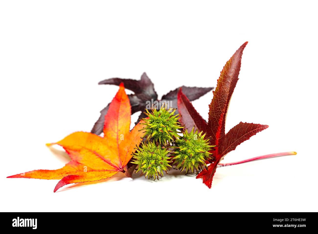 American sweet gum, leaves and fruits against white background Stock
