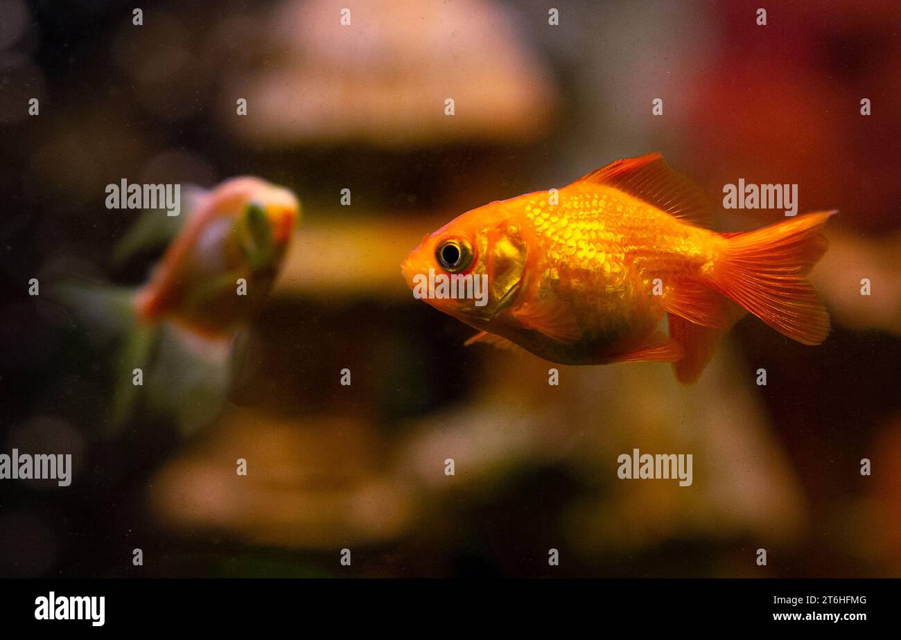 Beautiful red swimming goldwish in home aquarium Stock Photo
