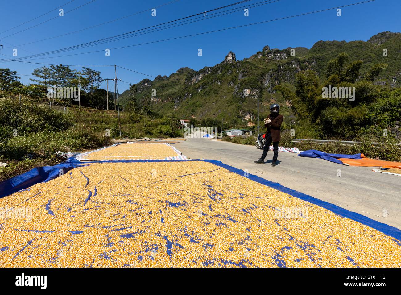 Rice harvest on the road in Vietnam Stock Photo - Alamy