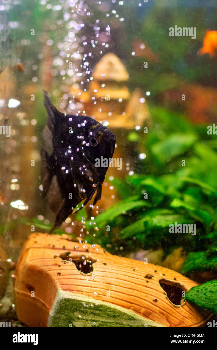 Angelfish (Pterophyllum scalare) in home freshwater aquarium Stock Photo