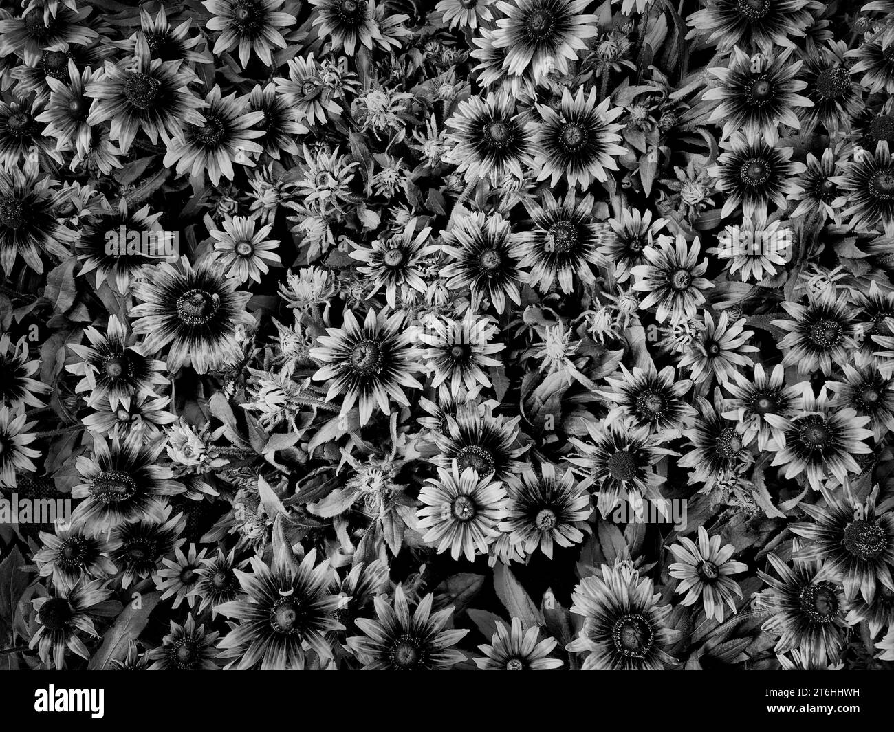 A black and white photograph of an array of various flowers in full bloom, standing together in a vibrant and colorful display Stock Photo