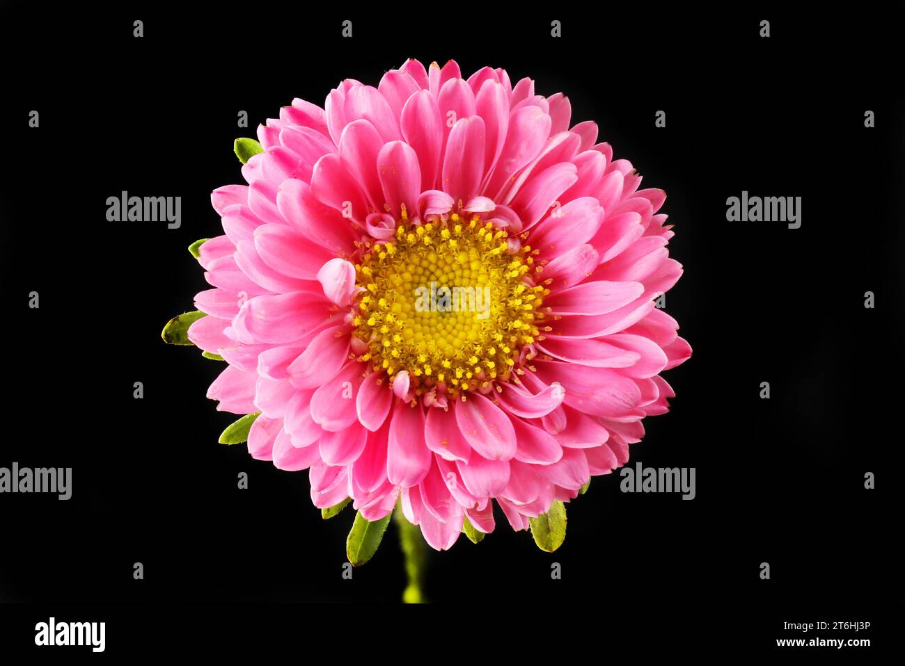 Pink and yellow aster flower isolated against black Stock Photo