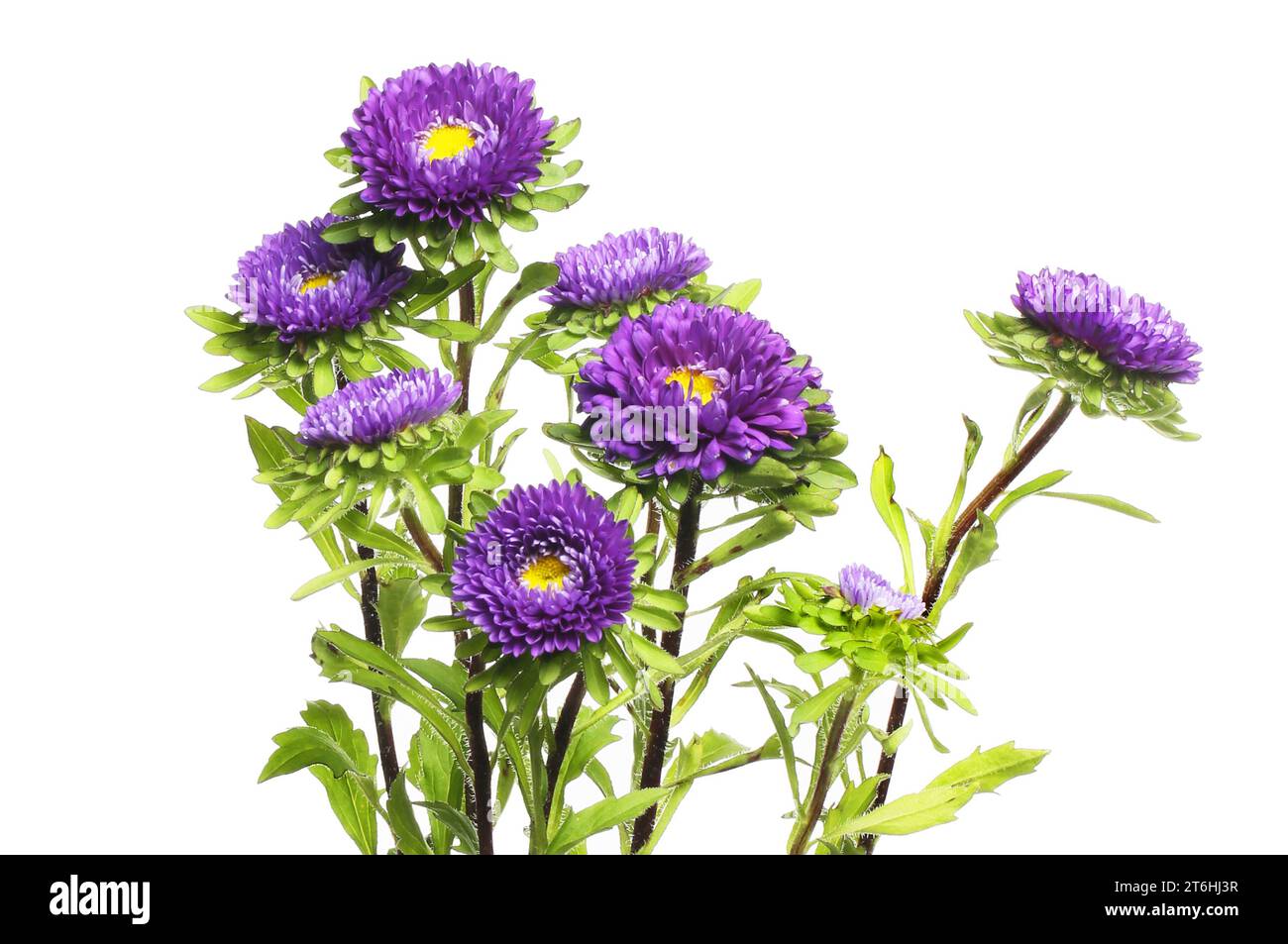 Group of aster flowers and foliage isolated against white Stock Photo