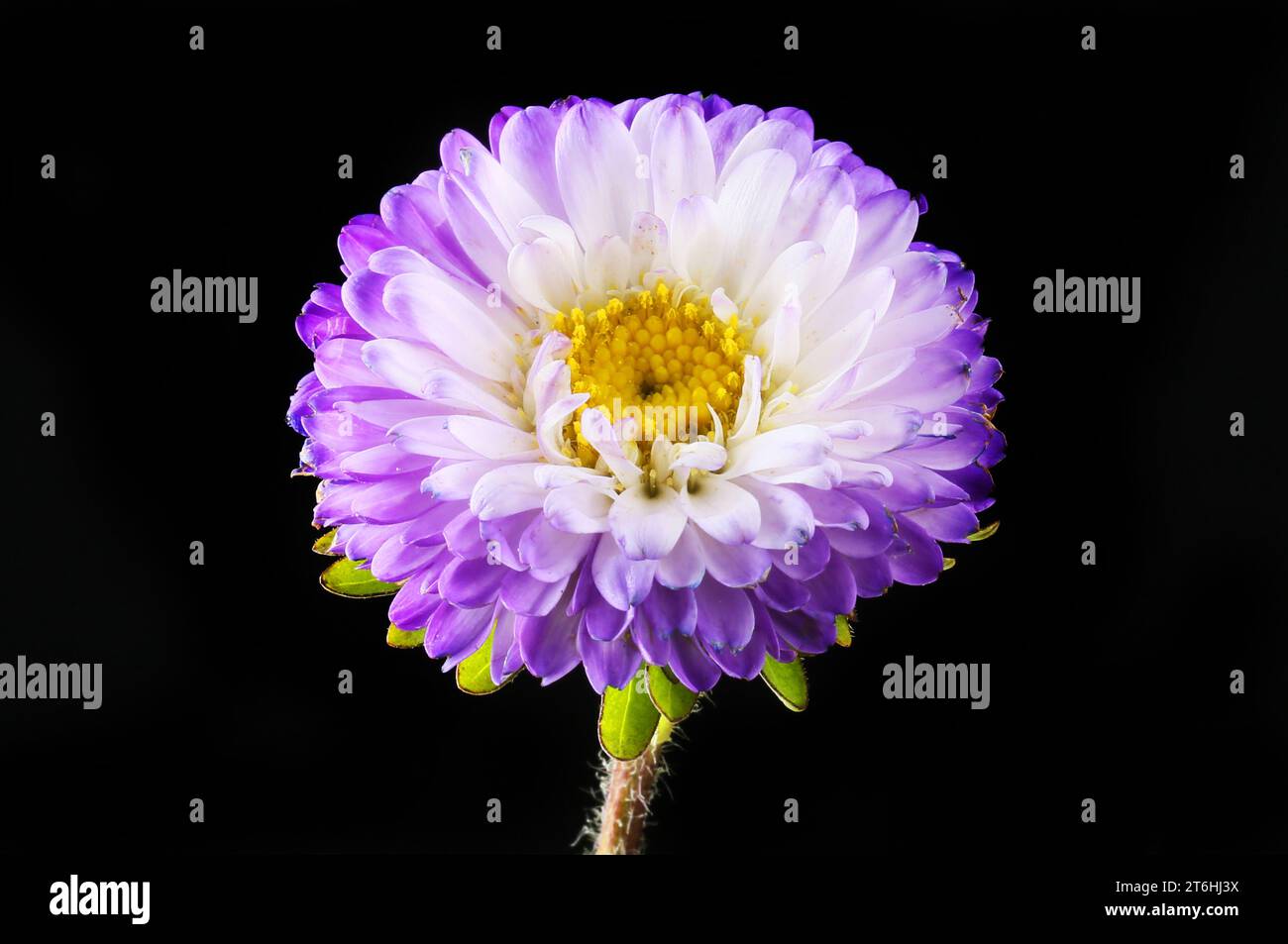 Blue and yellow aster flower isolated against black Stock Photo