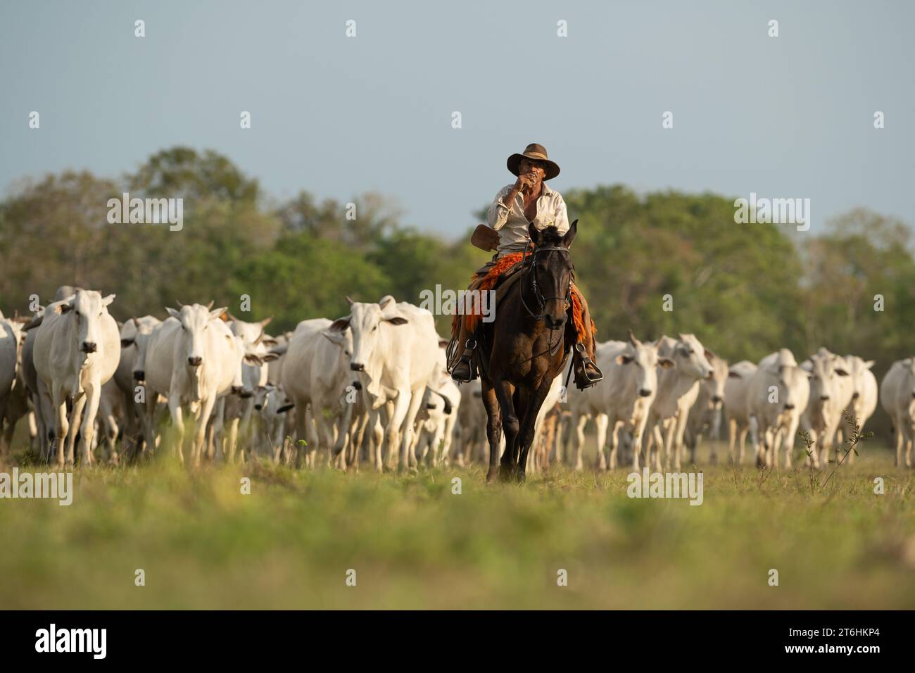 A Pantaneiro cowboy leading a cattle drive through the Pantanal of Brazil Stock Photo