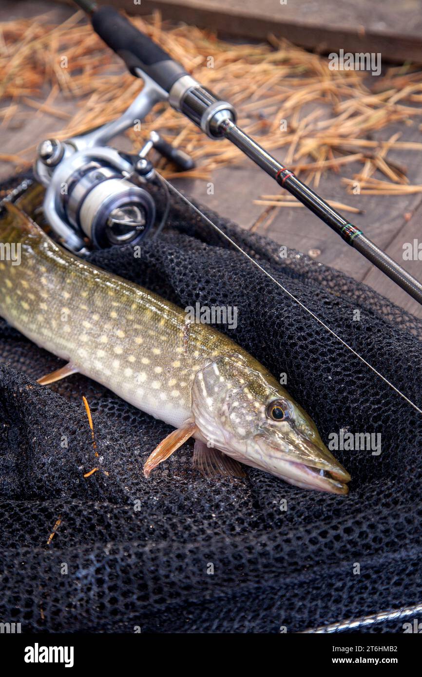 Pike background hi-res stock photography and images - Page 50 - Alamy