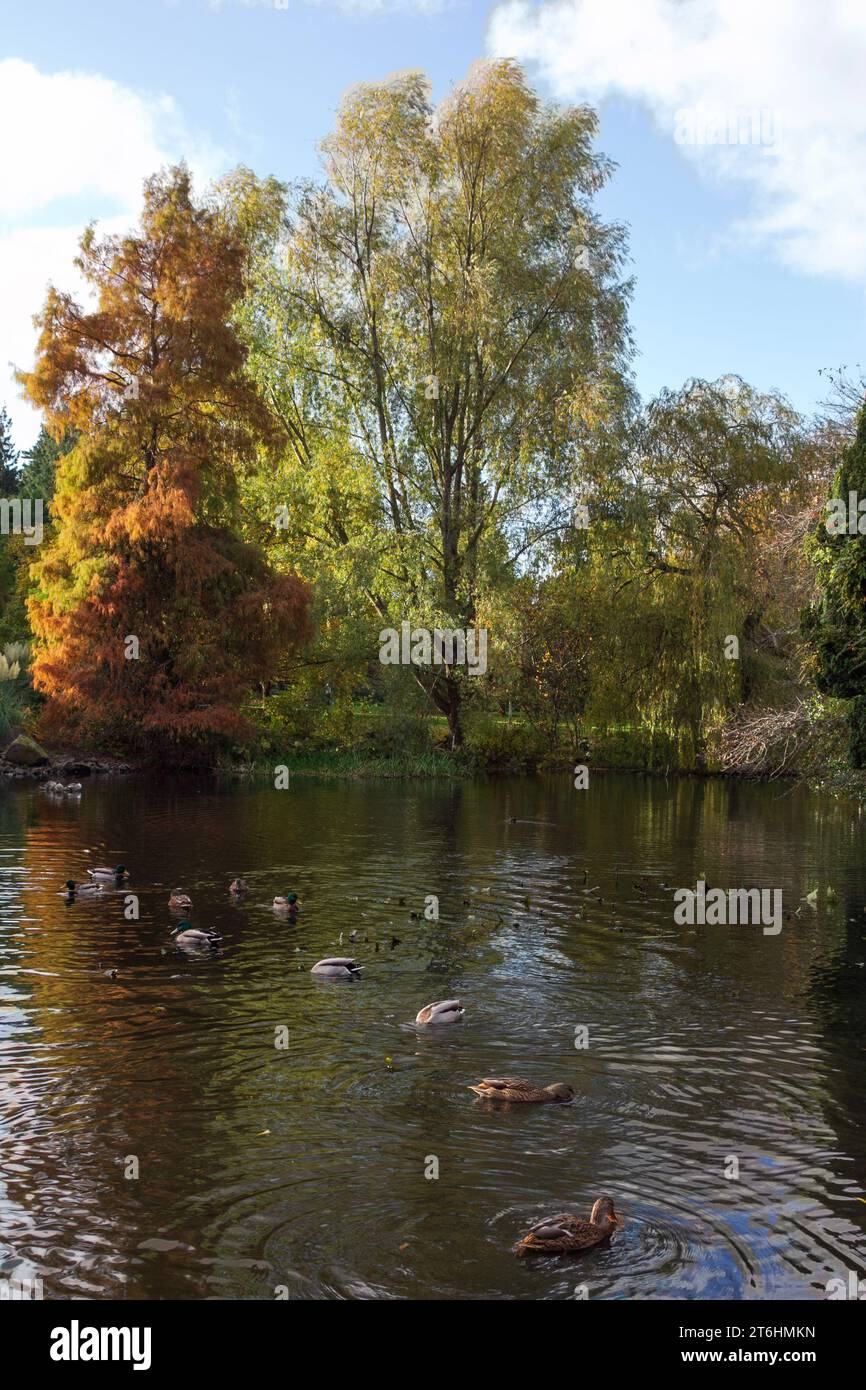 Edinburgh: Malard ducks find plenty to eat in the Royal Botanic Garden's Willow Pond on a sunny autumn morning. Stock Photo