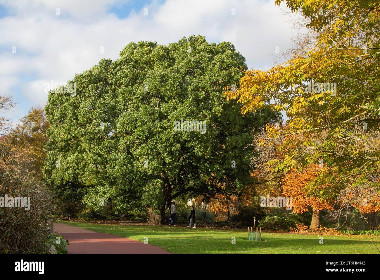Edinburgh: a magnificent Turner's oak in the Royal Botanic Garden dwarfs two visitors whilst nearby trees display rich autumnal colours. Stock Photo