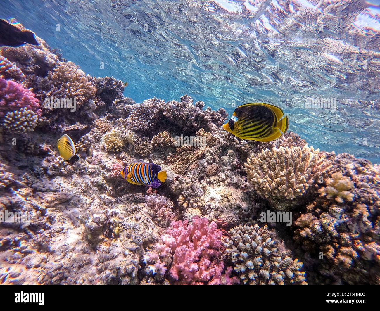 Tropical Angel fish or Royal angelfish known as Pygoplites diacanthus