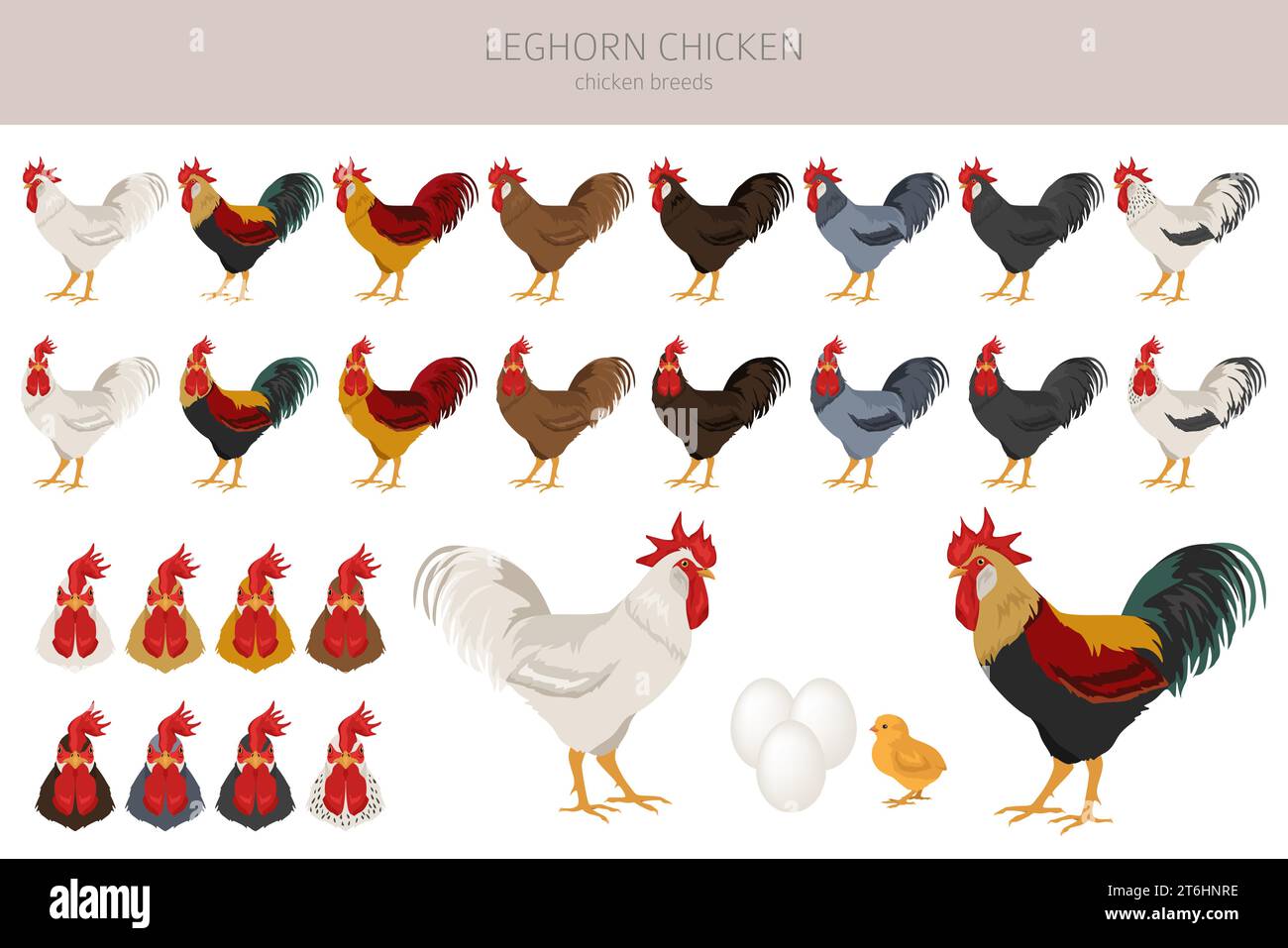 Leghorn Chicken breeds clipart. Poultry and farm animals. Different ...