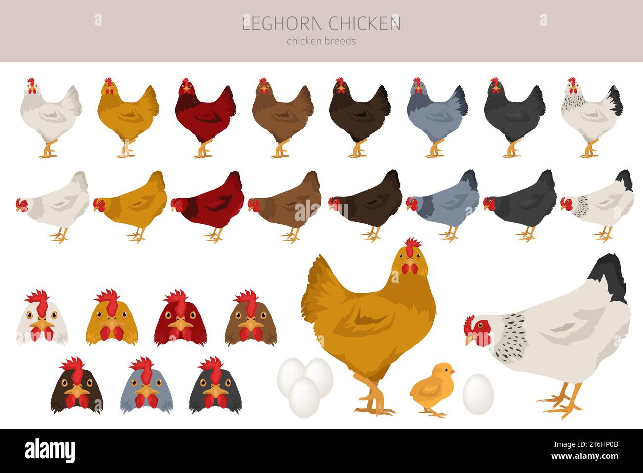 Leghorn Chicken breeds clipart. Poultry and farm animals. Different ...