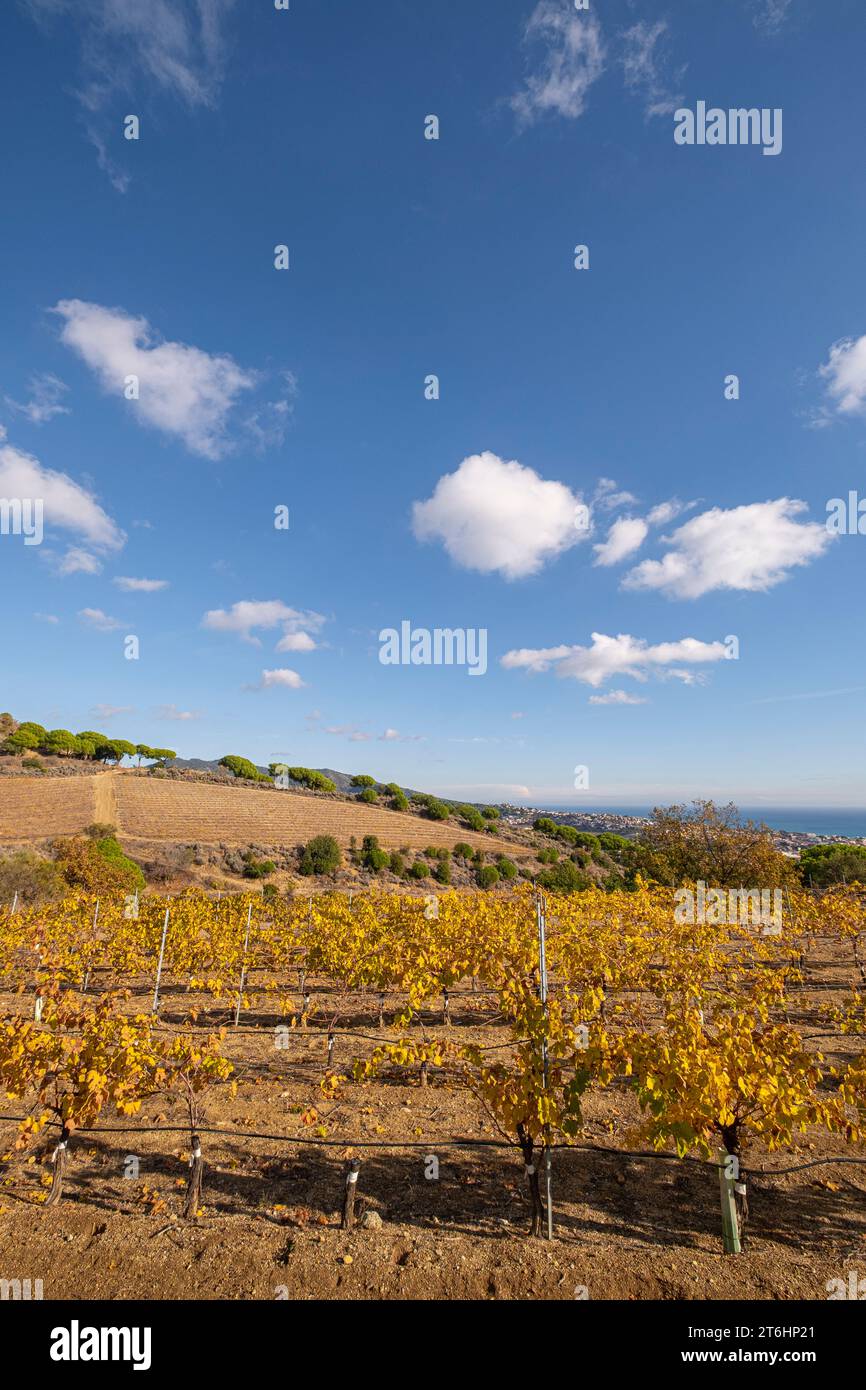 Wine landscape with vineyards during autumn in the Alella denomination