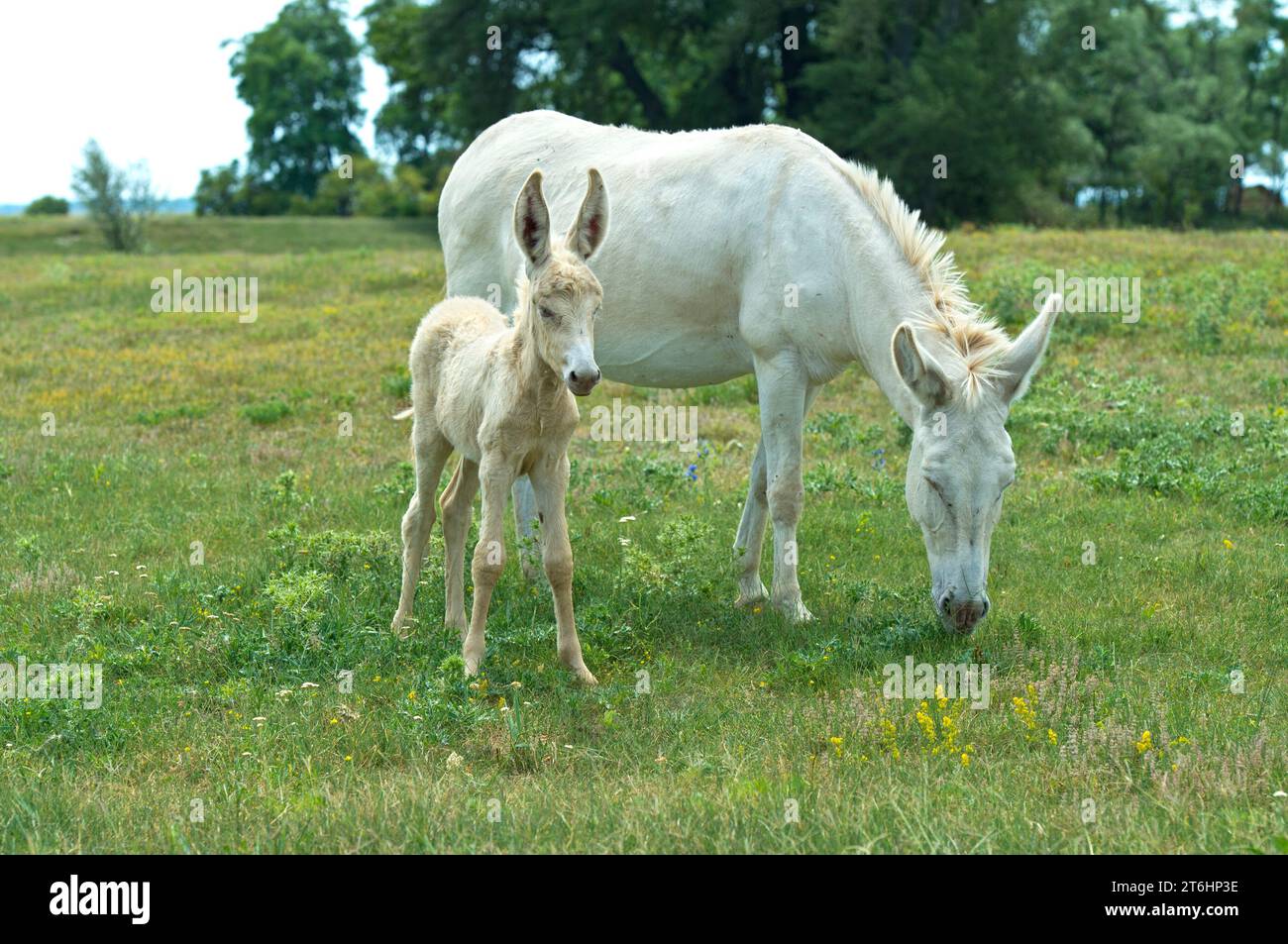 Mare with foal of the Austro-Hungarian White Baroque Donkey (Equus