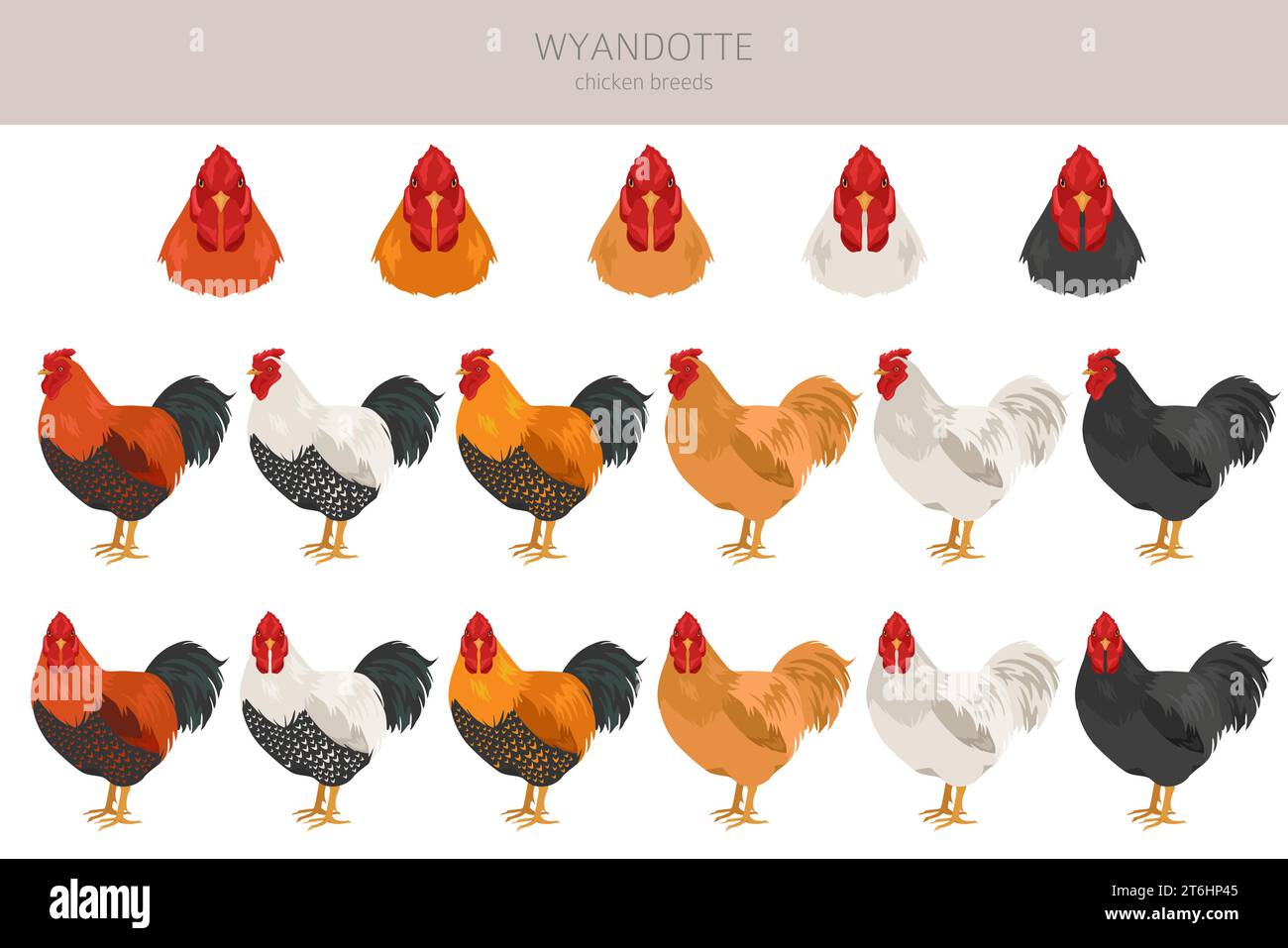 Wyandotte Chicken breeds clipart. Poultry and farm animals. Different ...