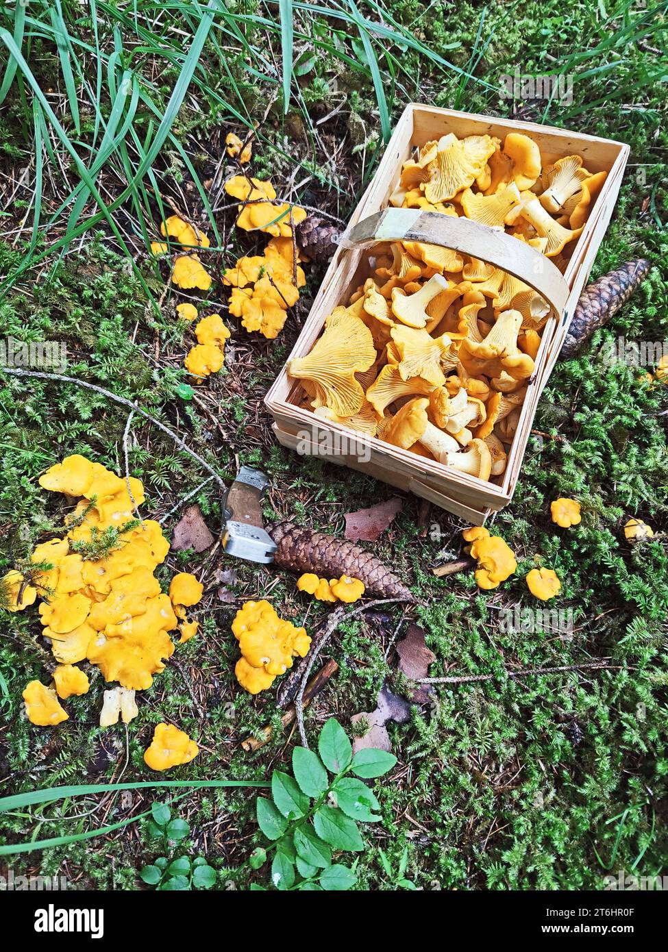 Chanterelles in basket, Identify and collect mushrooms Stock Photo