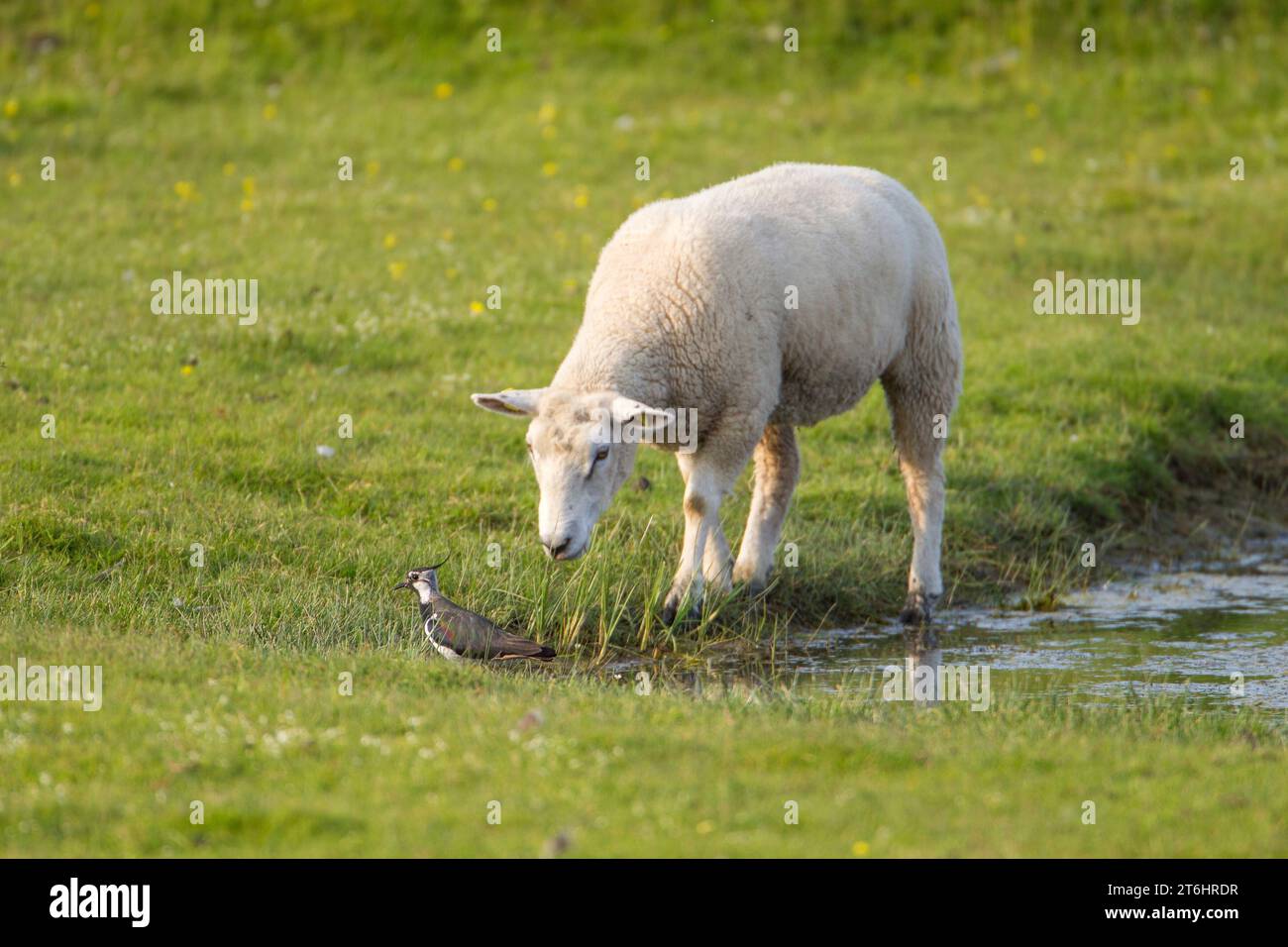Ground nesting waders hi-res stock photography and images - Alamy