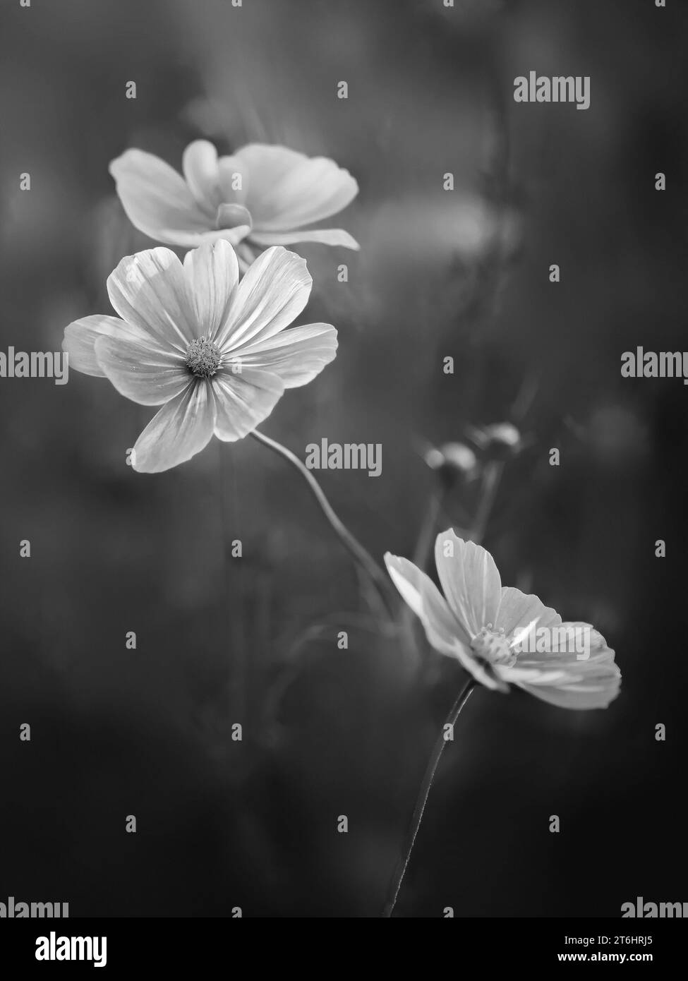 Bipinnatus white Black and White Stock Photos & Images - Alamy