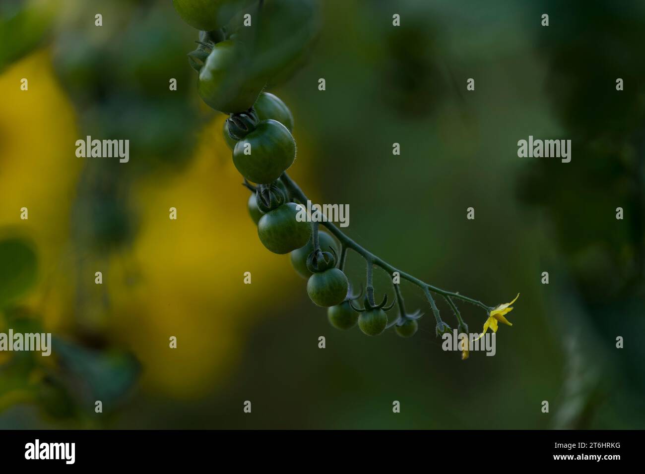 Tomatoes on a plant hi-res stock photography and images - Alamy