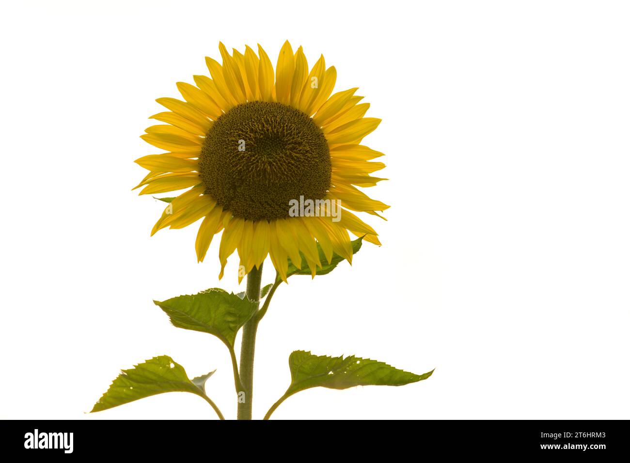 Flower of a sunflower (Helianthus annuus), Germany Stock Photo