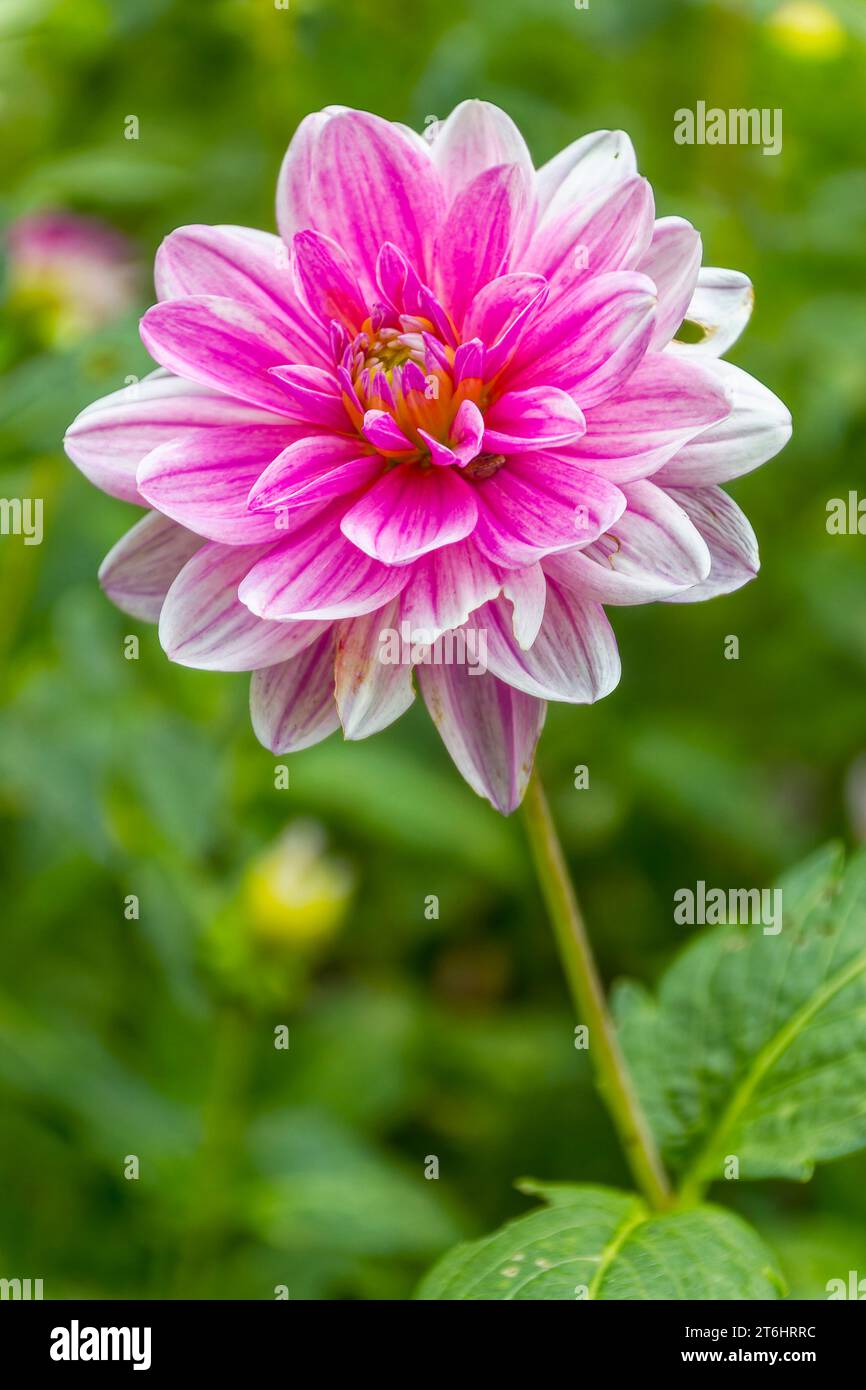 pink dahlia (dahlia) with white tips Stock Photo - Alamy