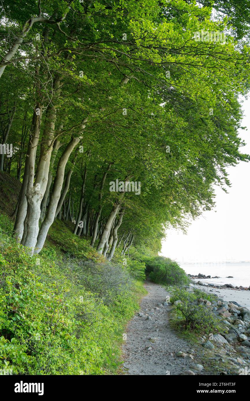 Denmark, Jutland, Aarhus, coast, beech forest, view of the Baltic Sea ...