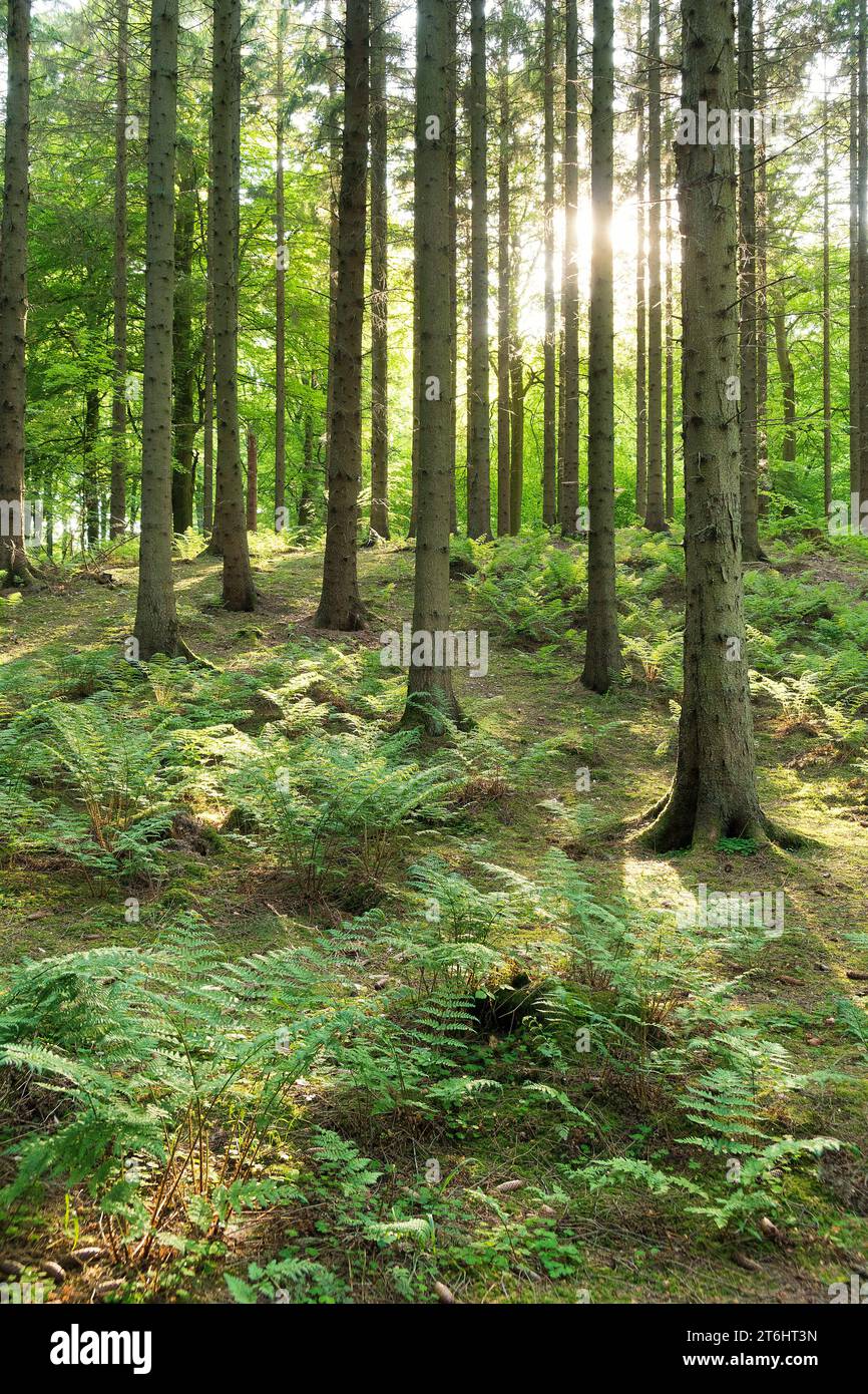 Denmark, Jutland, Aarhus, landscape reserve 'Marselisborg forest ...