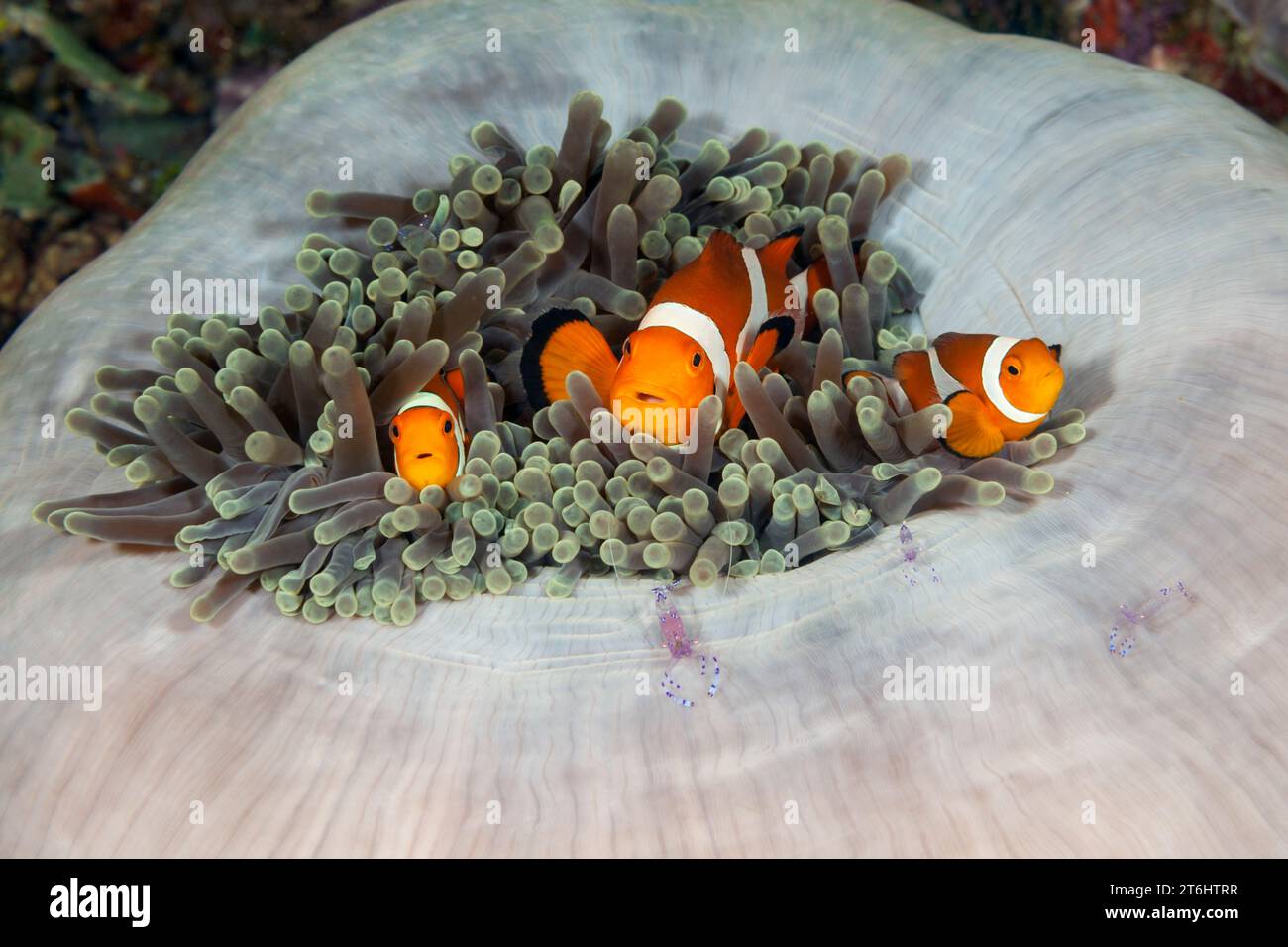 Clown Anemonefish in Magnificent Sea Anemone, Amphiprion ocellaris, Raja Ampat, West Papua, Indonesia Stock Photo