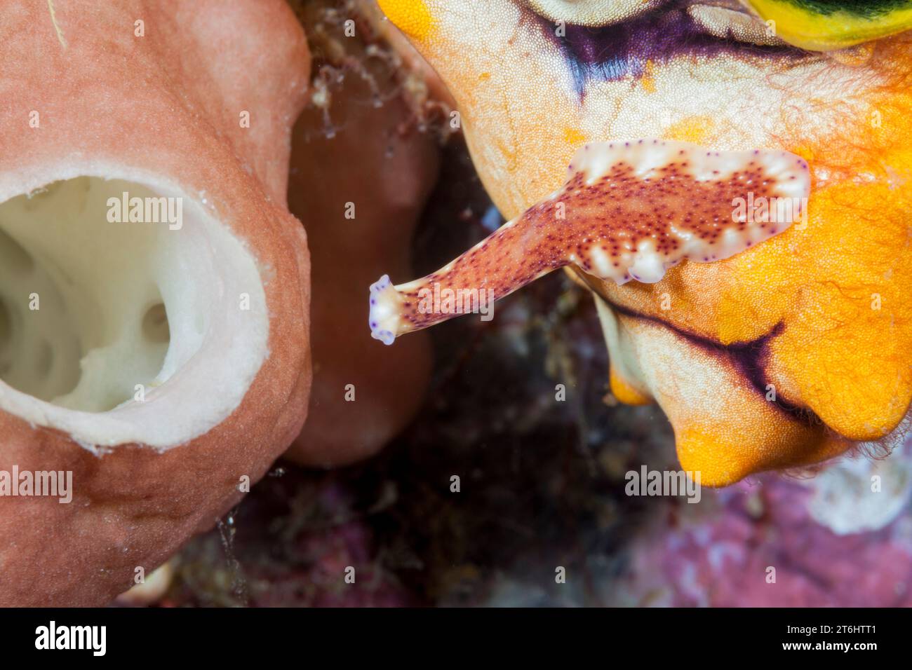 Flatworm crawls over reef, Pceudoceros sp., Raja Ampat, West Papua, Indonesia Stock Photo