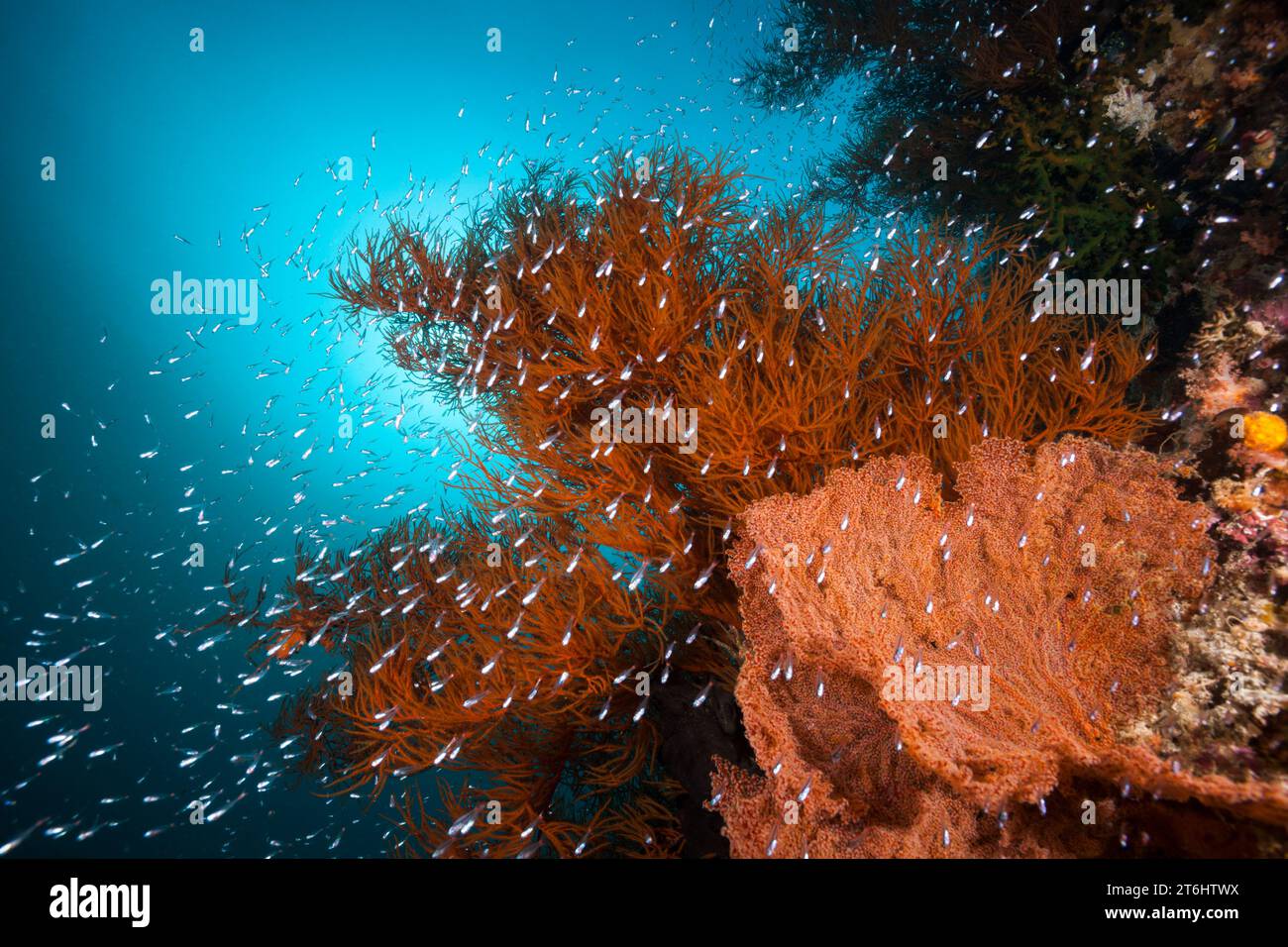 Colored Coral Reef, Raja Ampat, West Papua, Indonesia Stock Photo